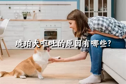 琥珀犬呕吐的原因有哪些?