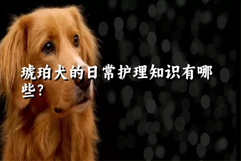 琥珀犬的日常护理知识有哪些？