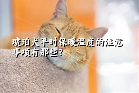 琥珀犬平时保暖温度的注意事项有那些？ 