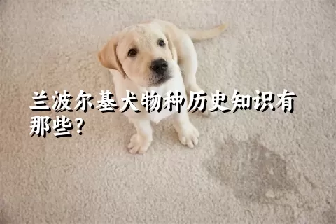 兰波尔基犬物种历史知识有那些？