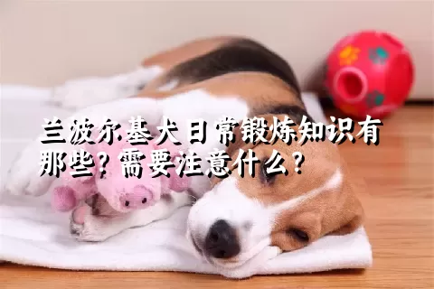 兰波尔基犬日常锻炼知识有那些？需要注意什么？