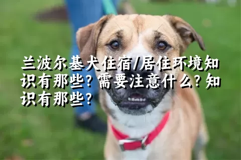 兰波尔基犬住宿/居住环境知识有那些？需要注意什么？知识有那些？