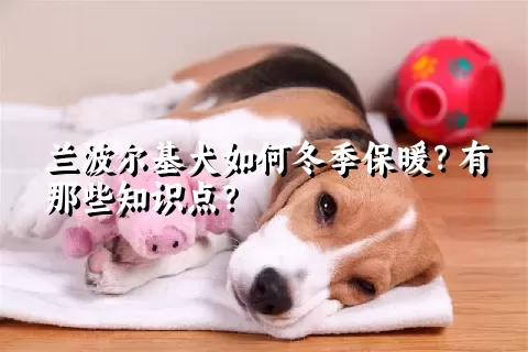 兰波尔基犬如何冬季保暖？有那些知识点？