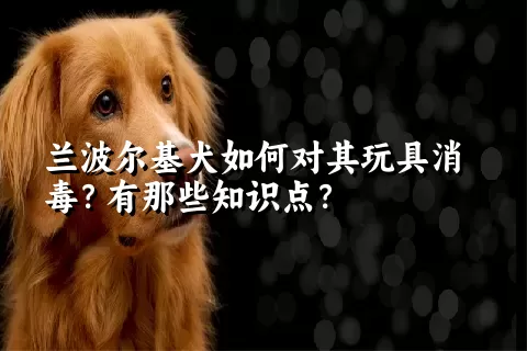 兰波尔基犬如何对其玩具消毒？有那些知识点？