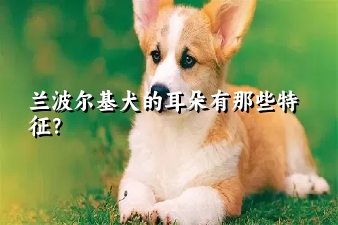 兰波尔基犬的耳朵有那些特征？