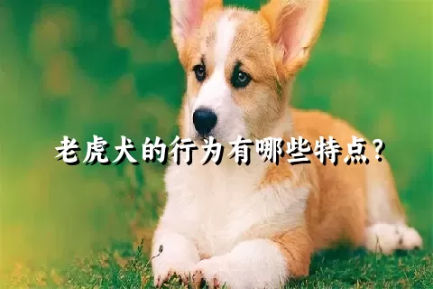 老虎犬的行为有哪些特点？