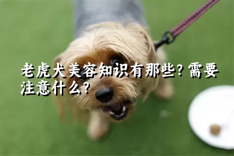 老虎犬美容知识有那些？需要注意什么？