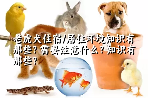 老虎犬住宿/居住环境知识有那些？需要注意什么？知识有那些？