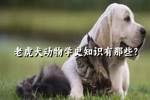 老虎犬动物学史知识有那些？