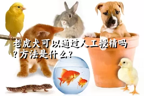 老虎犬可以通过人工授精吗？方法是什么？