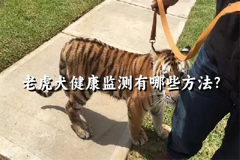 老虎犬健康监测有哪些方法？