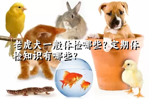 老虎犬一般体检哪些？定期体检知识有哪些？