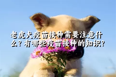 老虎犬疫苗接种需要注意什么？有哪些疫苗接种的知识？