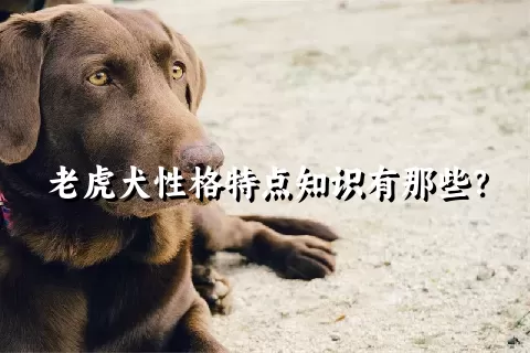 老虎犬性格特点知识有那些？