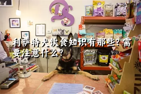 利萨特犬饮食知识有那些？需要注意什么？