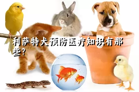 利萨特犬预防医疗知识有那些？