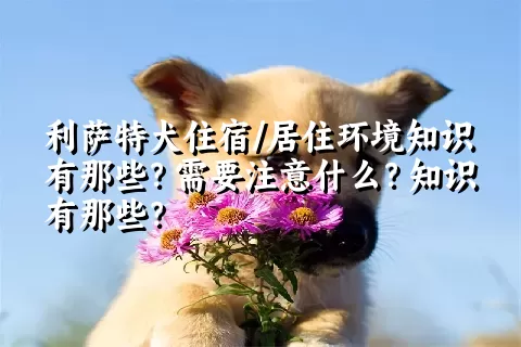 利萨特犬住宿/居住环境知识有那些？需要注意什么？知识有那些？