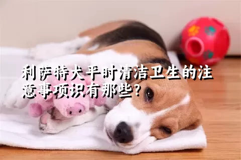 利萨特犬平时清洁卫生的注意事项识有那些？ 