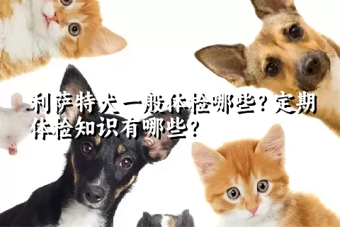 利萨特犬一般体检哪些？定期体检知识有哪些？