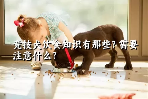 竞技犬饮食知识有那些？需要注意什么？