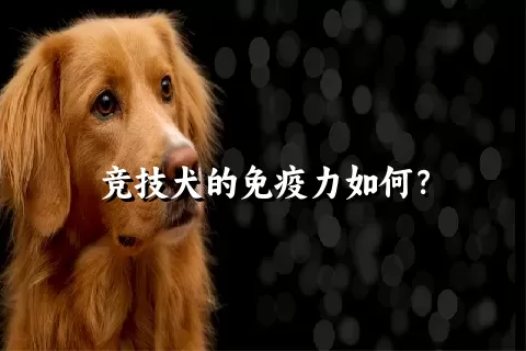 竞技犬的免疫力如何？