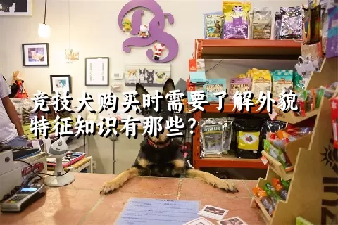 竞技犬购买时需要了解外貌特征知识有那些？  