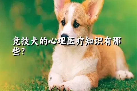 竞技犬的心理医疗知识有那些？