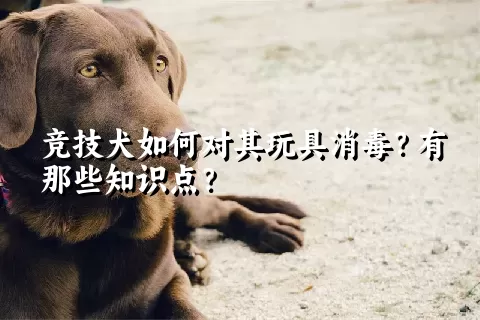 竞技犬如何对其玩具消毒？有那些知识点？