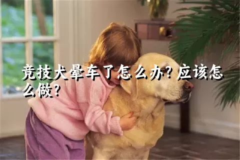 竞技犬晕车了怎么办？应该怎么做？