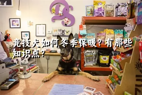 竞技犬如何冬季保暖？有那些知识点？