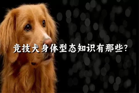 竞技犬身体型态知识有那些？