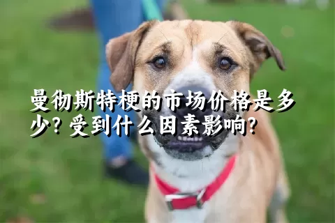 曼彻斯特梗的市场价格是多少？受到什么因素影响？