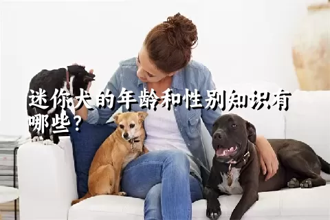 迷你犬的年龄和性别知识有哪些？