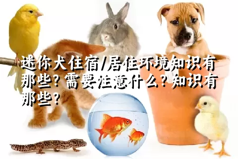 迷你犬住宿/居住环境知识有那些？需要注意什么？知识有那些？