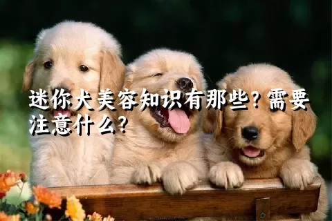 迷你犬美容知识有那些？需要注意什么？