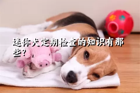 迷你犬定期检查的知识有那些？