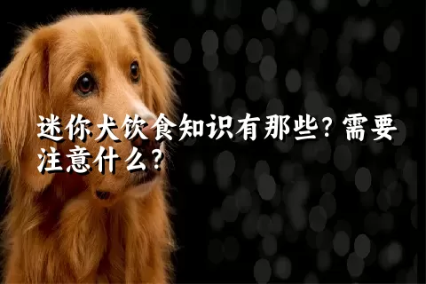 迷你犬饮食知识有那些？需要注意什么？