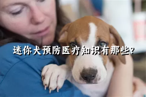 迷你犬预防医疗知识有那些？