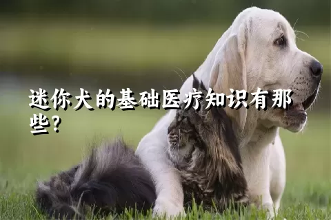 迷你犬的基础医疗知识有那些？