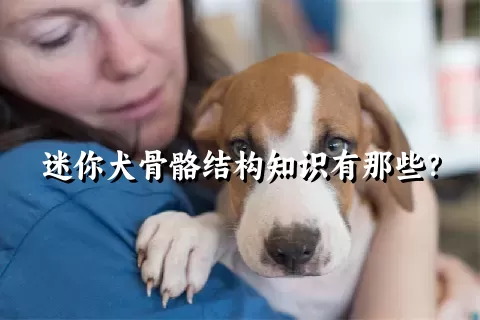 迷你犬骨骼结构知识有那些？