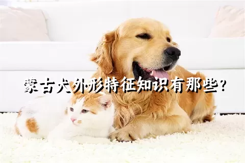 蒙古犬外形特征知识有那些？