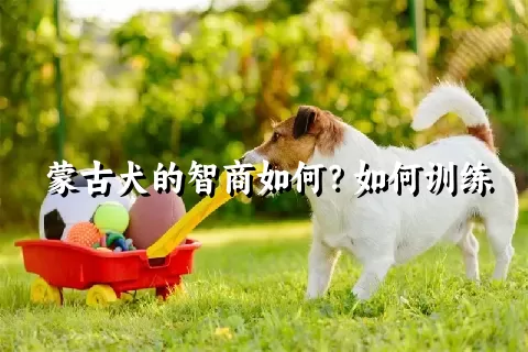 蒙古犬的智商如何？如何训练