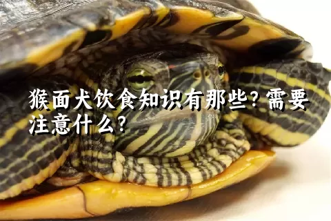 猴面犬饮食知识有那些？需要注意什么？