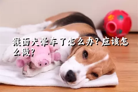 猴面犬晕车了怎么办？应该怎么做？