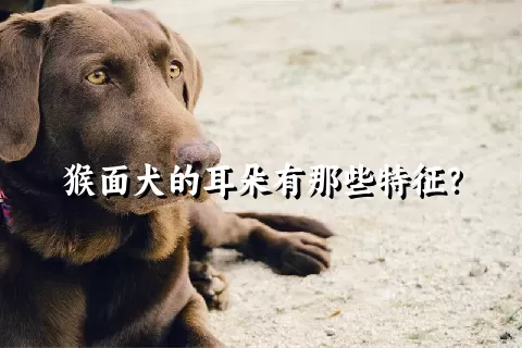 猴面犬的耳朵有那些特征？