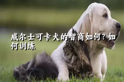 威尔士可卡犬的智商如何？如何训练