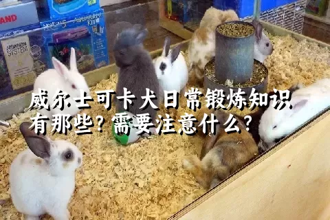 威尔士可卡犬日常锻炼知识有那些？需要注意什么？