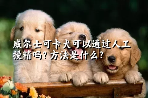 威尔士可卡犬可以通过人工授精吗？方法是什么？