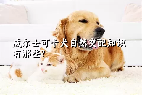 威尔士可卡犬自然交配知识有那些？