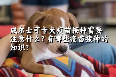 威尔士可卡犬疫苗接种需要注意什么？有哪些疫苗接种的知识？